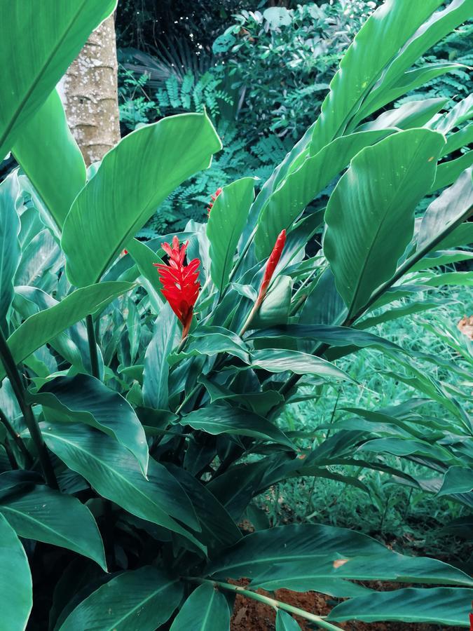 Cella Villa Anse a La Mouche エクステリア 写真